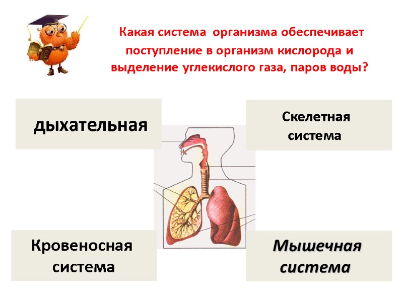 Какая система  организма обеспечивает поступление в организм кислорода и выделение углекислого газа, паров